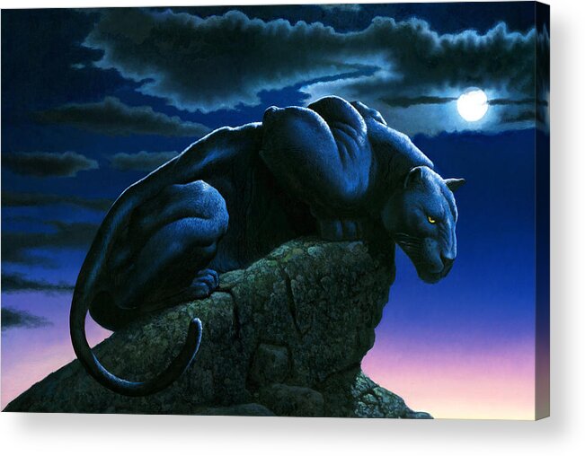 Aggressive Acrylic Print featuring the photograph Panther on Rock by MGL Meiklejohn Graphics Licensing