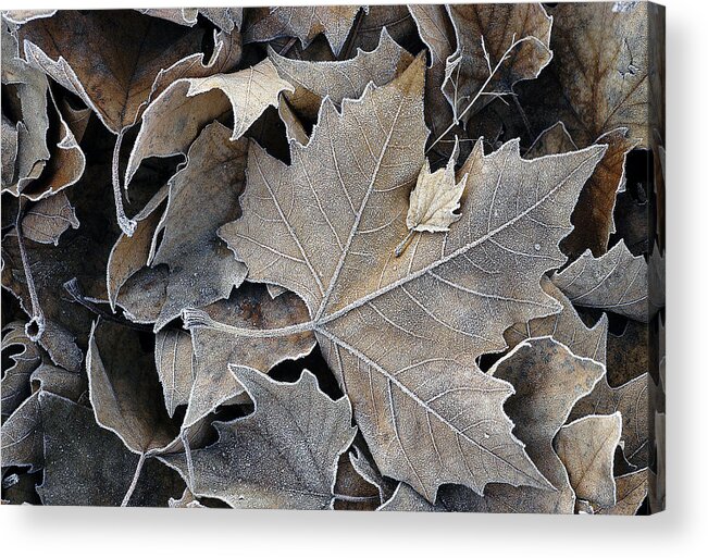 Maple Acrylic Print featuring the photograph Parental by DArcy Evans