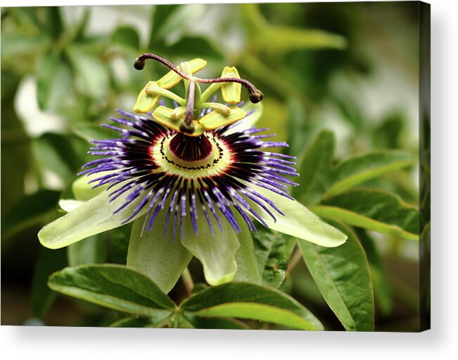 Passion Flower Gardening Horticulture Wall Plant Blue White Purple Green Passiflora Growing Climber Leaf Stem Sepals Acrylic Print featuring the photograph Passiflora. Passion flower by Jeff Townsend