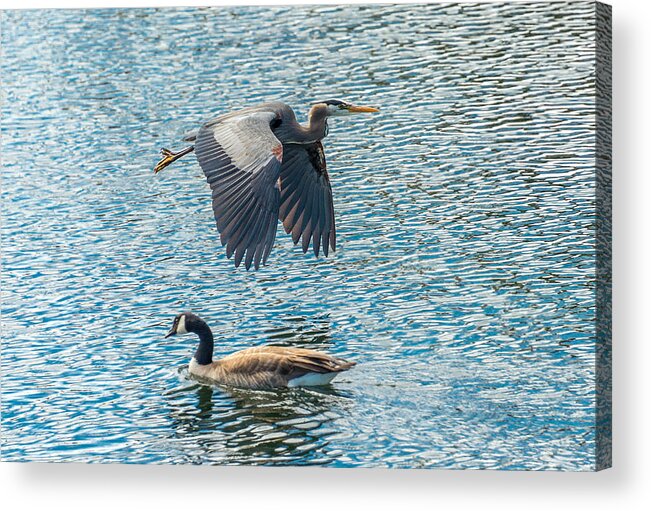 Goose Acrylic Print featuring the photograph Passing Waterfowl by Jerry Cahill