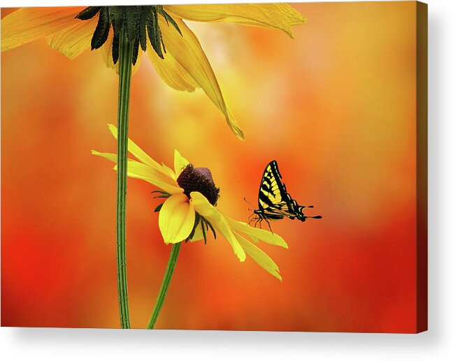 Flower Acrylic Print featuring the photograph Passion 3 by John Poon