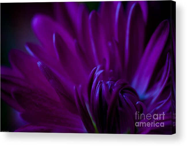 Passion Acrylic Print featuring the photograph Passion by Charles Dobbs