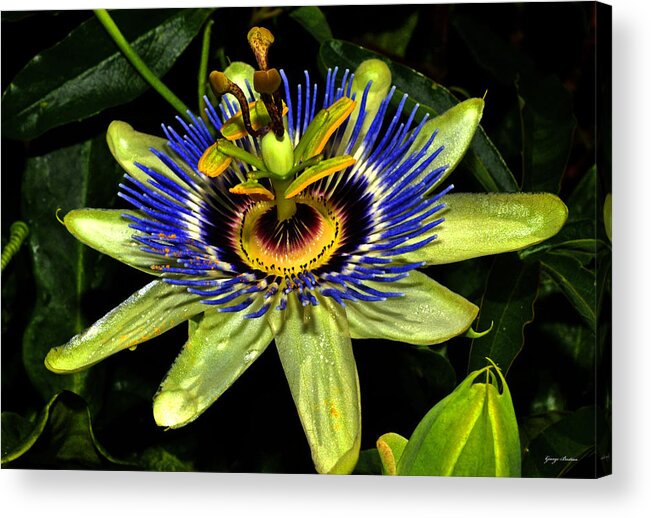Floral Acrylic Print featuring the photograph Passion Flower 003 by George Bostian