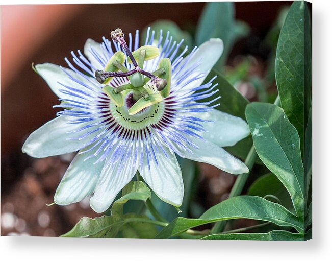 Passion Flower Acrylic Print featuring the photograph Passion Flower by Cathy Donohoue