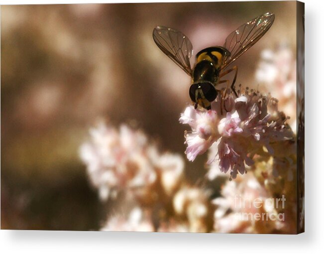 Flower Acrylic Print featuring the photograph Pastels Delight by Linda Shafer
