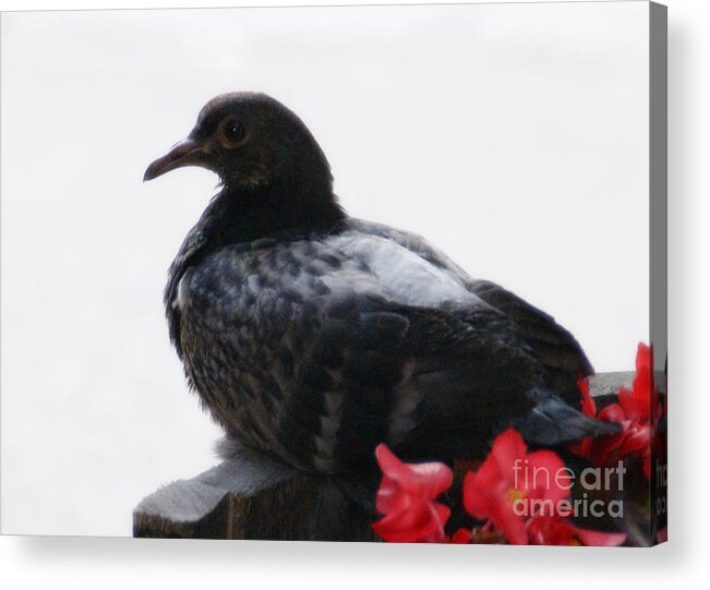 Bird Acrylic Print featuring the photograph Peaceful Garden - 2 by Linda Shafer