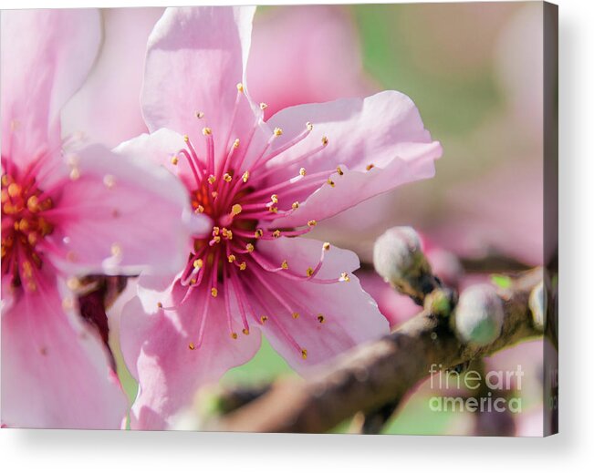 Sakura Acrylic Print featuring the photograph Peach Blossoms 16 by Andrea Anderegg