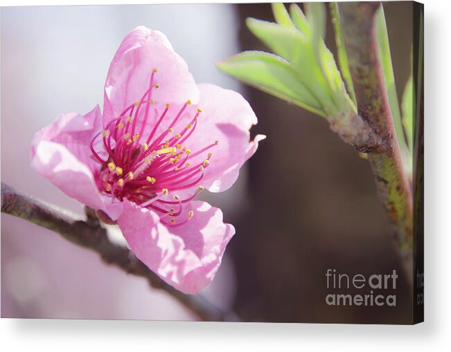 Sakura Acrylic Print featuring the photograph Peach Blossoms 8 by Andrea Anderegg