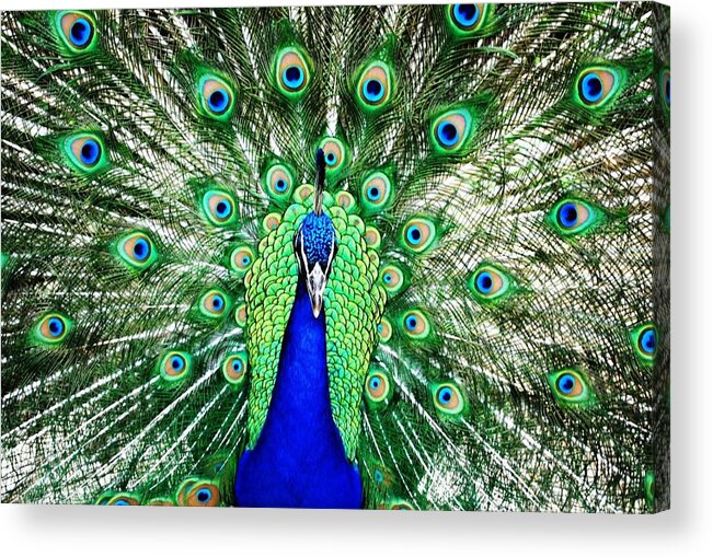 Peacock Acrylic Print featuring the photograph Peacock Head On Shot by Matt Quest