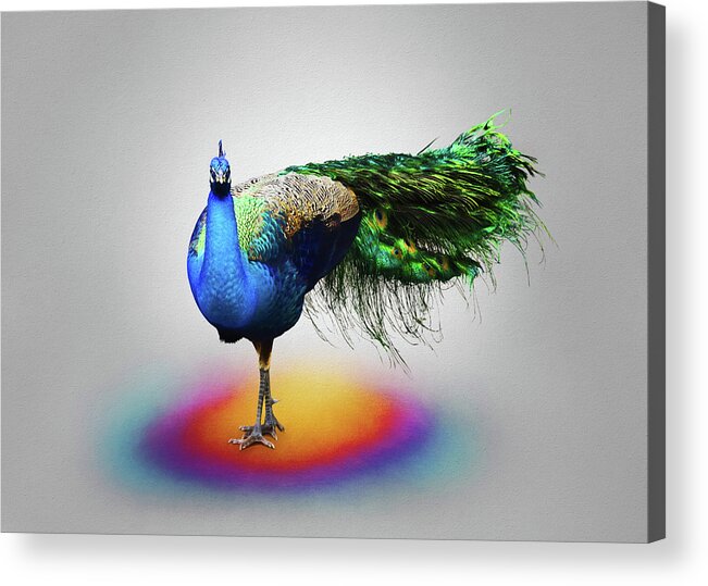 Peacock Pose Acrylic Print featuring the photograph Peacock Pose by Steven Michael