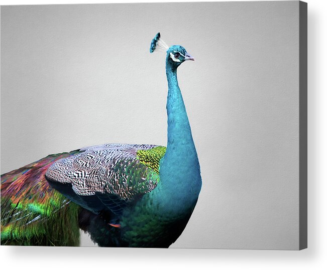 Peafowl Acrylic Print featuring the photograph Peafowl by Steven Michael