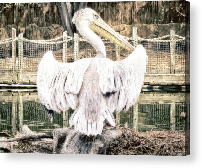 Pelican Acrylic Print featuring the photograph Pelican by Alison Frank