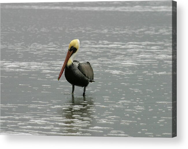 Pelican In The Water Acrylic Print featuring the photograph Pelican in the Water by Anthony Jones
