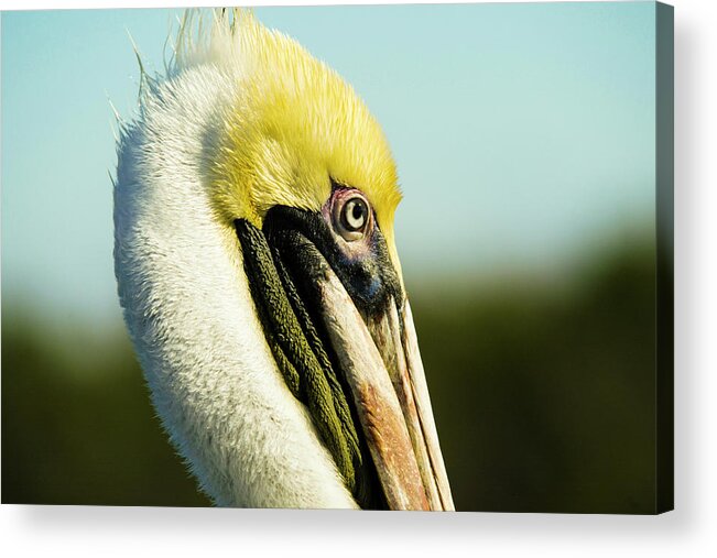 Pelican Acrylic Print featuring the photograph Pelican by Jason Hughes