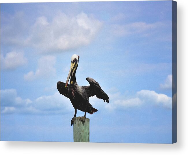 Pelicans Acrylic Print featuring the photograph Pelicans by Steven Michael
