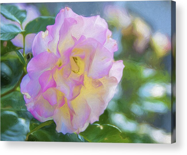 Rose Acrylic Print featuring the photograph Perfect Imperfection by Cathy Kovarik