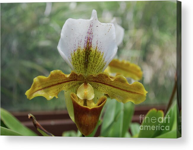 Orchid Acrylic Print featuring the photograph Perfect White and Yellow Blooming Orchid Flower Blossom by DejaVu Designs