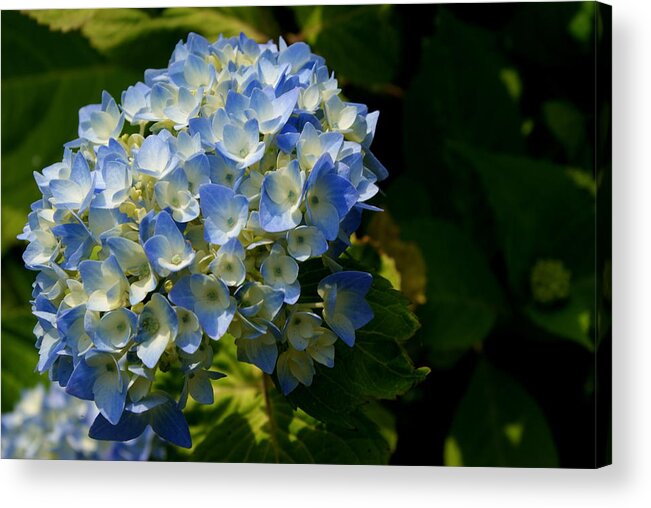 Flower Acrylic Print featuring the photograph Petal Blue by Lois Lepisto