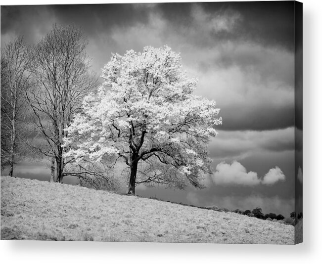 Tree Acrylic Print featuring the photograph Petworth Tree by Michael Hope