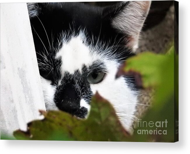 Cats Acrylic Print featuring the photograph Picasso Cat by Jan Gelders