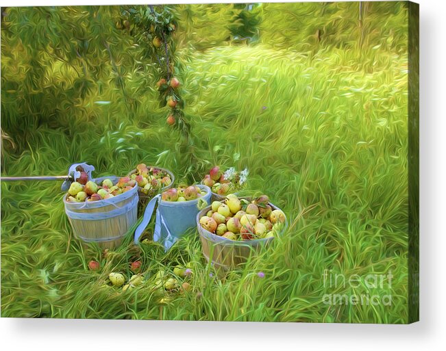 Bartlet Acrylic Print featuring the photograph Picking Pears #3 by George Robinson