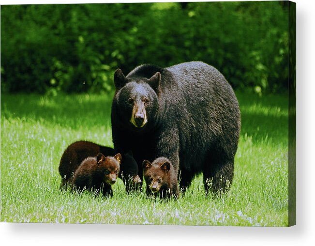 Black Bear Acrylic Print featuring the photograph Picnic Crashers by Lori Tambakis