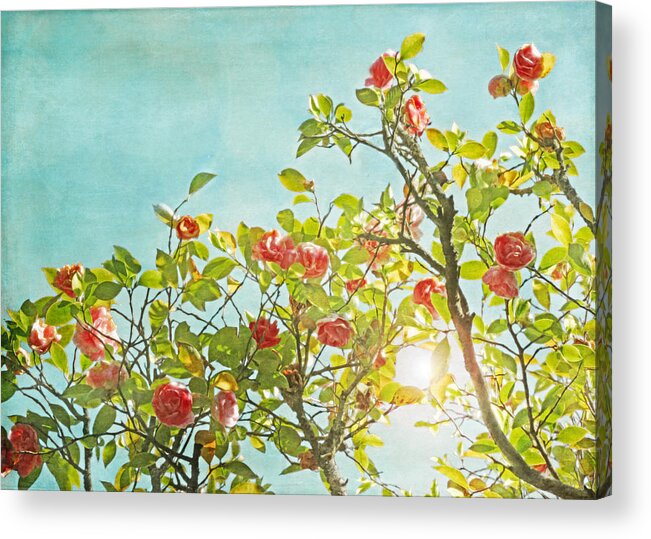 Pink And Green Floral Acrylic Print featuring the photograph Pink Camellia japonica Blossoms and Sun in Blue Sky by Brooke T Ryan