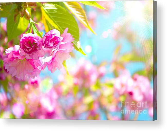 Pink Flower Acrylic Print featuring the photograph Pink Flower Beautiful by Boon Mee