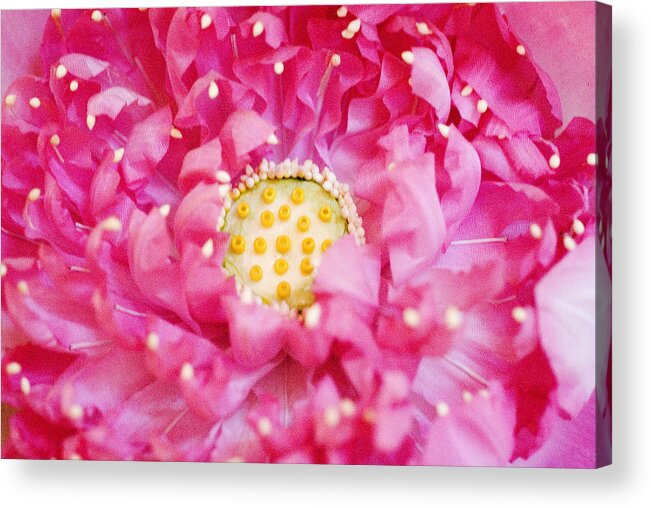 Bangkok Acrylic Print featuring the photograph Pink Lotus by Ray Laskowitz - Printscapes