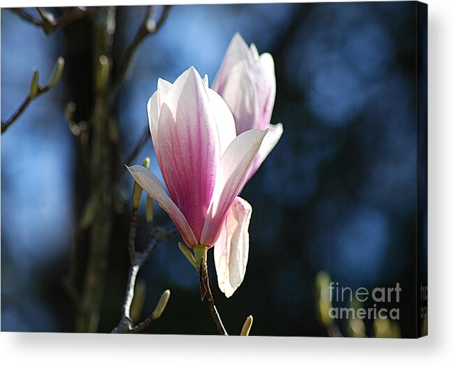 Photography Acrylic Print featuring the photograph Pink Magnolia 20120402_129a by Tina Hopkins