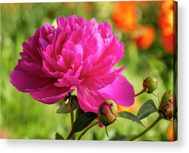 Beautiful Acrylic Print featuring the photograph Pink Peony Flower Blossom by Teri Virbickis