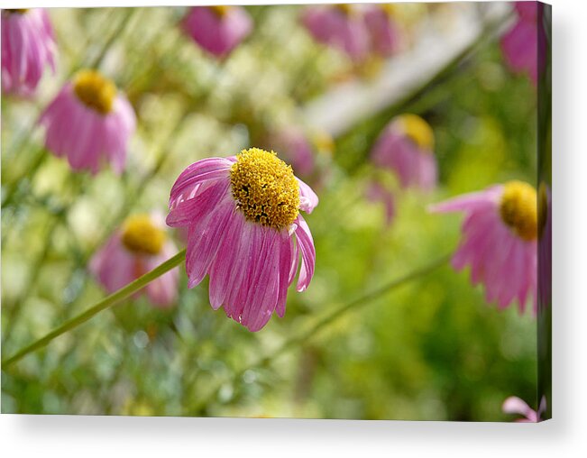 Pink Acrylic Print featuring the photograph Pink Persuasion by Robert Meyers-Lussier