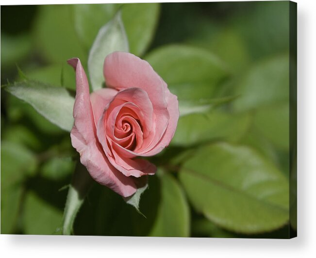 Rose Acrylic Print featuring the photograph Pink Rose by Matthew Bamberg