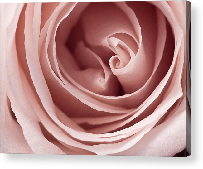 Pink Rose Acrylic Print featuring the photograph Pink Rose by Windy Osborn