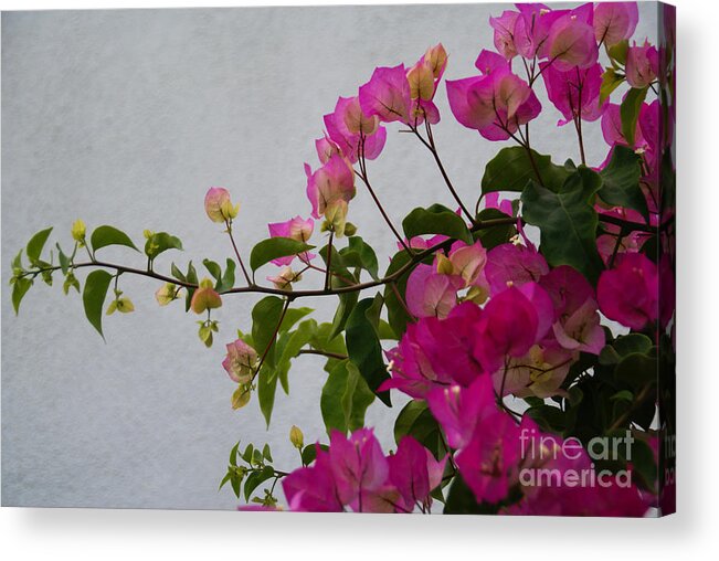 Bougainvillea Acrylic Print featuring the photograph Pinks Portrait by Linda Shafer