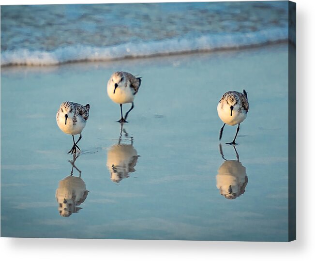 Acrylic Print featuring the photograph Plover Trio by David Downs