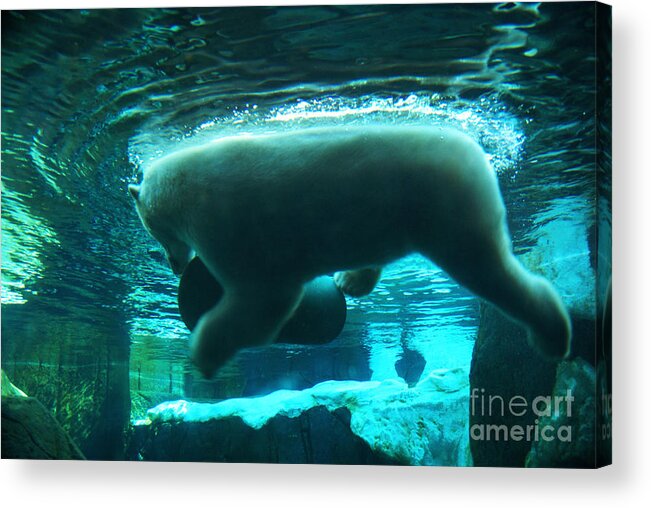 Polar-bear Acrylic Print featuring the photograph Polar Play by Linda Shafer