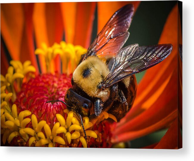 Bee Acrylic Print featuring the photograph Pollen Plenty by Bruce Pritchett