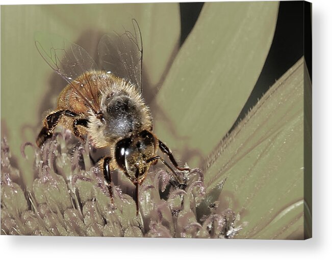 Yellow Sunflower Acrylic Print featuring the photograph Pollinating Bee by David Yocum
