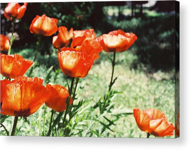 Flowers Acrylic Print featuring the photograph Poppies by Ric Bascobert