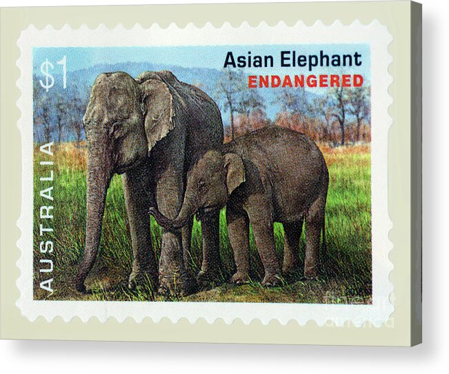 Postage Stamp Acrylic Print featuring the photograph Postage Stamp - Asian Elephant by Kaye Menner by Kaye Menner