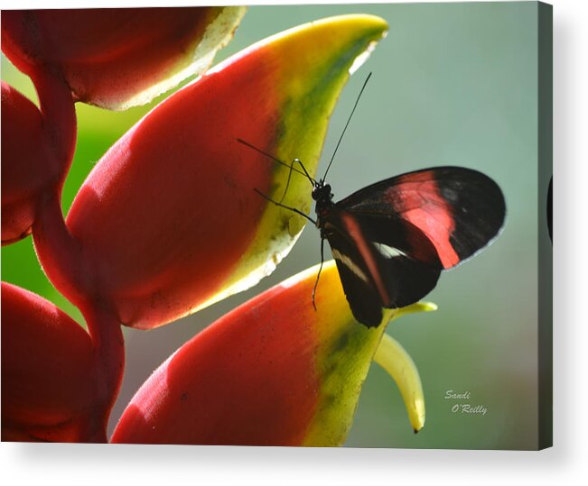 Postman Acrylic Print featuring the photograph Postman Butterfly's Search by Sandi OReilly