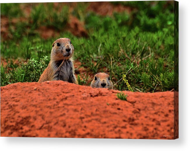 Prairie Dogs Acrylic Print featuring the photograph Prairie Dogs 004 by George Bostian