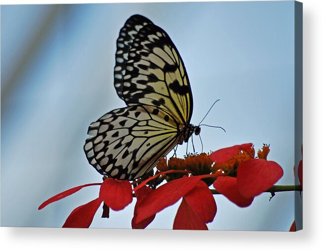 Butterfly Acrylic Print featuring the photograph Praying Butterfly by Teresa Blanton