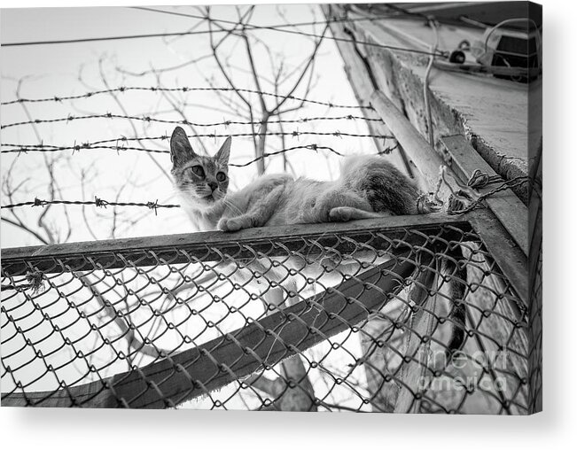 Cat Acrylic Print featuring the photograph Precarious by Dean Harte
