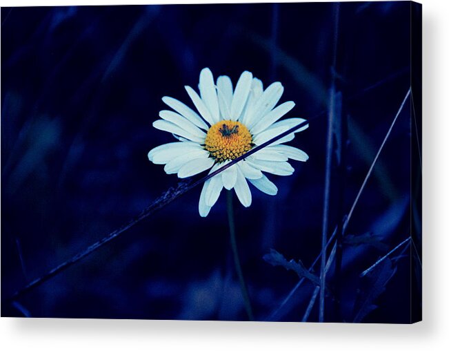 Flowers Acrylic Print featuring the photograph Pretty Petals by Alex Blaha