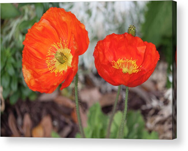 Photograph Acrylic Print featuring the photograph Pretty Poppies by Suzanne Gaff