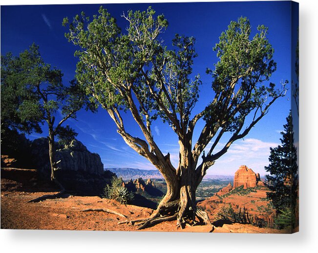 Arizona Acrylic Print featuring the photograph Primary Colors by Randy Oberg