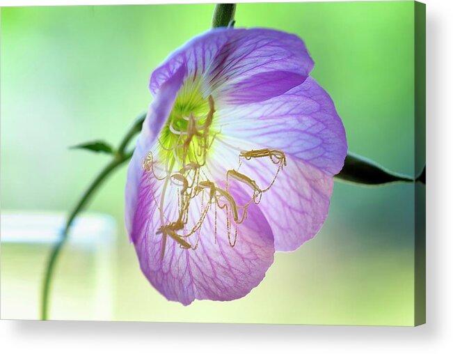 Mexican Evening Primrose Acrylic Print featuring the photograph Primrose Pearls by Debra Sabeck