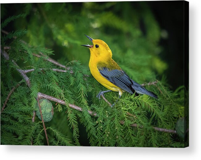 Nature Acrylic Print featuring the photograph Prothonatory Warbler 9809 by Donald Brown